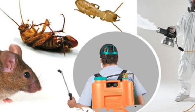 Pest Extermination Services
