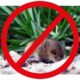 Mice Control Services Chicago