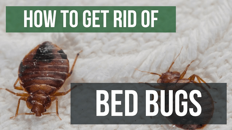 Get Rid Of Be Bugs Chicagoland
